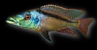 Malawi Cichliden: Lichnochromis acuticeps, Dieren en Toebehoren, Vissen | Aquariumvissen, Vis, Zoetwatervis