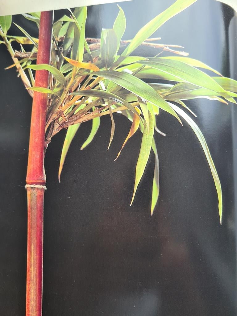 Semiarundinaria Yashadake  Bamboe, Tuin en Terras, Planten | Tuinplanten, Ophalen, Vaste plant, Siergrassen, Bloeit niet