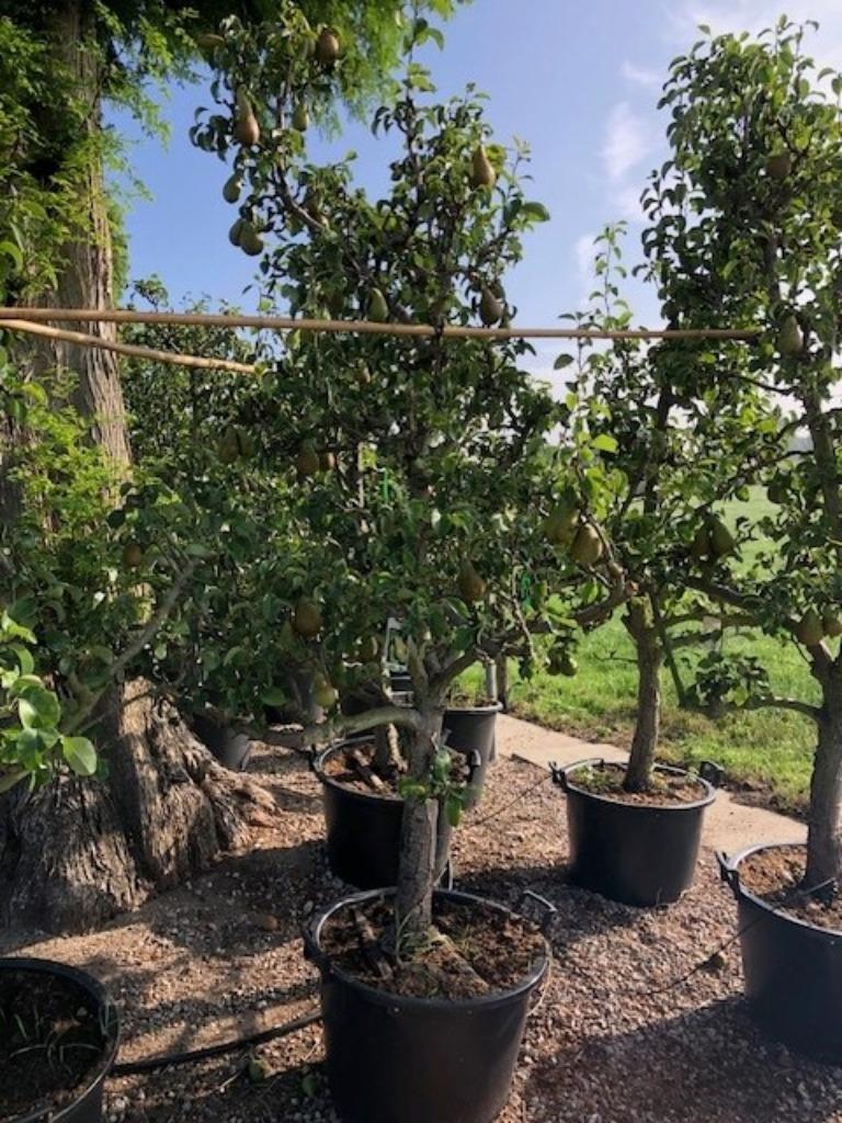 Oude Perenbomen 'Conference', vanaf € 149,50 p.st.!!!, Ophalen, Lente, Volle zon, Perenboom