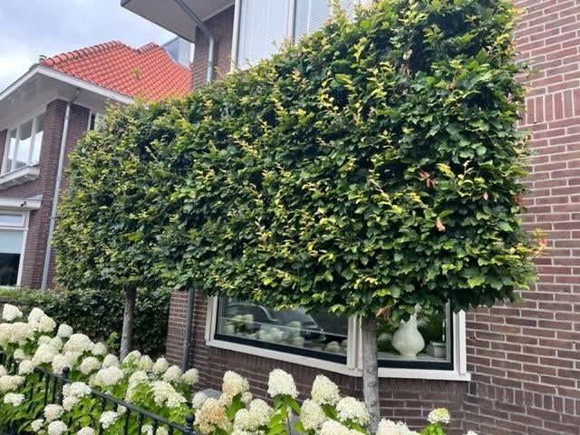 Leibeuk, Beukenboom (bladhoudend) groene beuk, Tuin en Terras, Ophalen, Bloeit niet, Leiboom, Halfschaduw