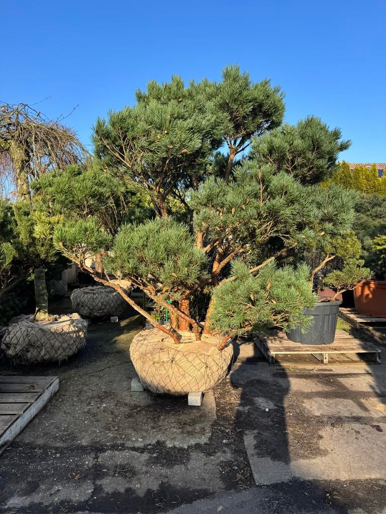 Meerstammige Pinus Sylvestris 'Watereri'. Zondags geopend!, Bloeit niet, Overige soorten, 250 tot 400 cm, Ophalen