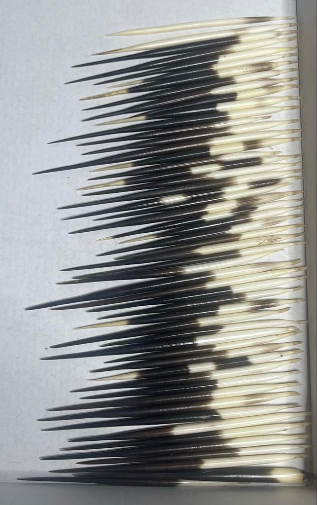 Stekelvarkenstekels - Hystrix cristata - 10x15x0,4cm, Verzenden, Zo goed als nieuw, Wild dier, Overige typen