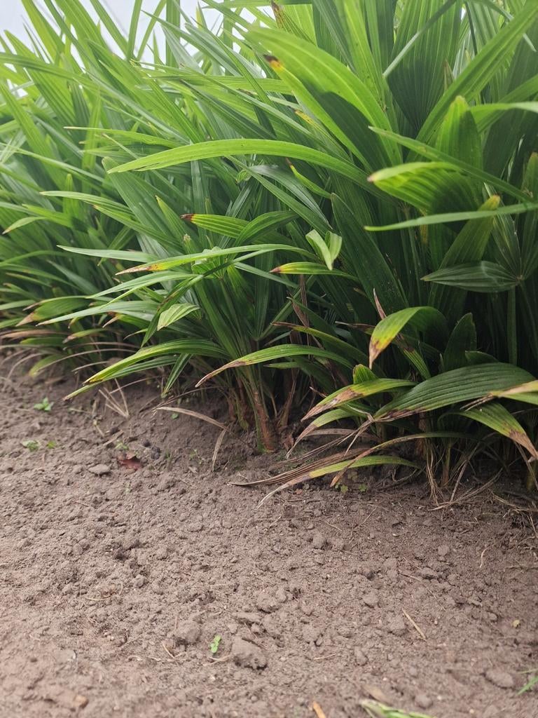 Trachycarpus fortunei volle grond., Ophalen of Verzenden, Gehele jaar, Volle zon