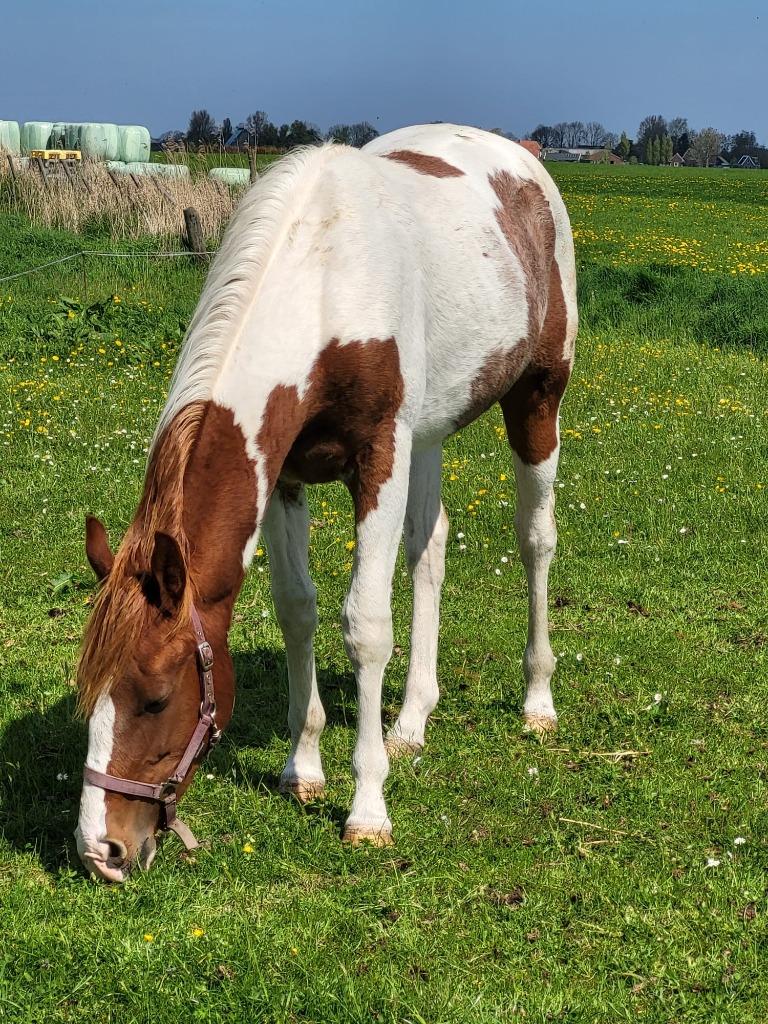 Paint horse, APHA, Dieren en Toebehoren, Paarden, Minder dan 160 cm, Met stamboom, Niet van toepassing, 0 tot 2 jaar