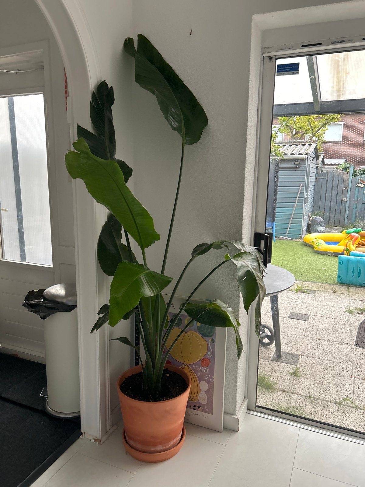 Grote Strelitzia Nicolai - Paradijsvogelplant, Ophalen, Overige soorten, Struik, 100 tot 250 cm