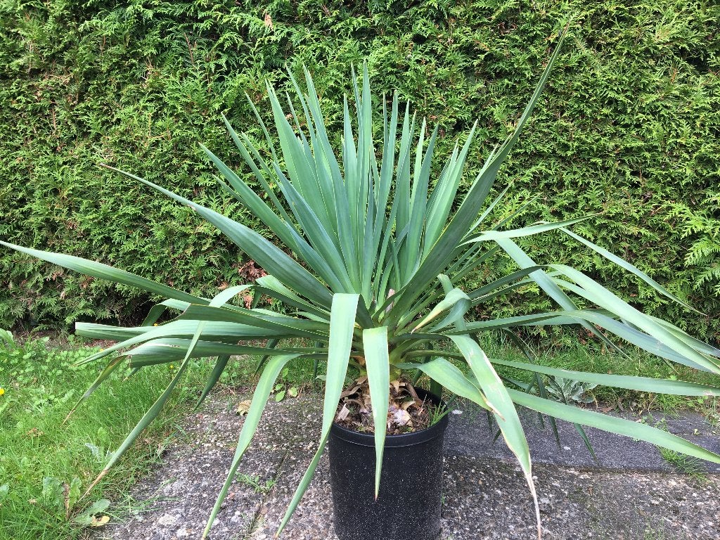Yucca palmlelie groot in pot, Volle zon, Vaste plant, Zomer, Ophalen