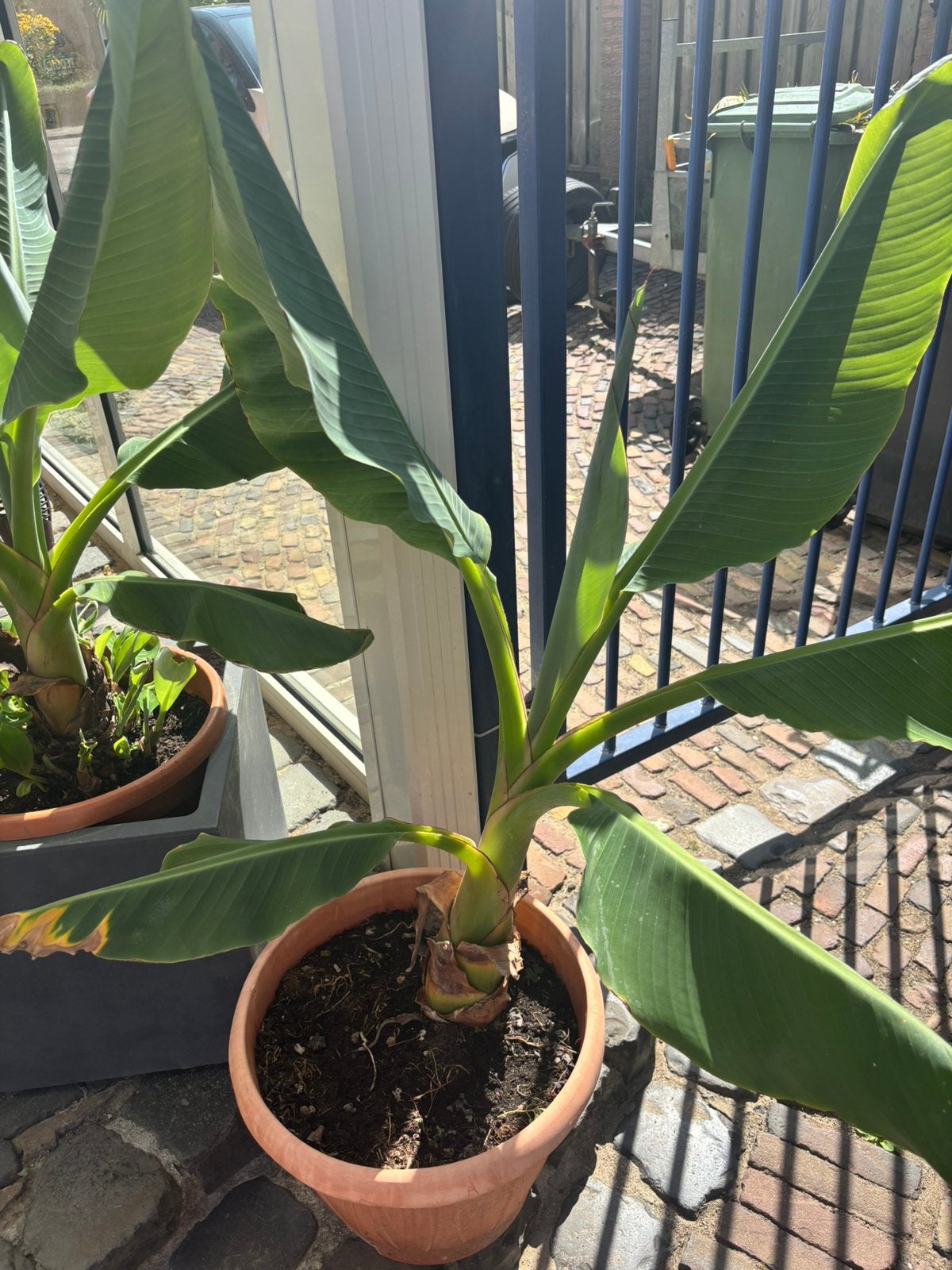 Bananen plant Musella Lasiocarpa lotus banaan, Overige soorten, Minder dan 100 cm, Zomer, Ophalen