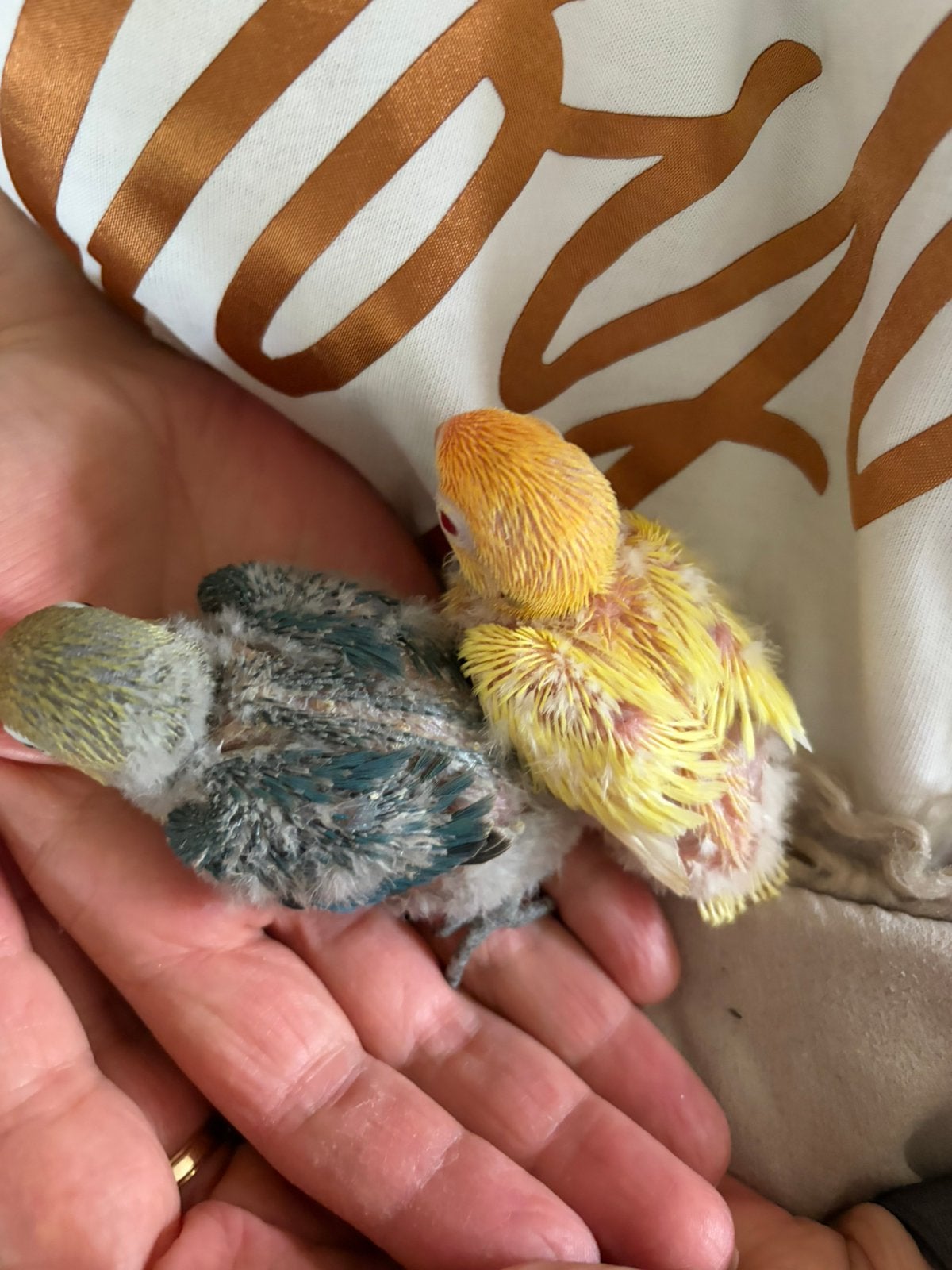 Jonge fischeri, Dieren en Toebehoren, Vogels | Parkieten en Papegaaien, Geslacht onbekend, Dwergpapegaai of Agapornis, Geringd