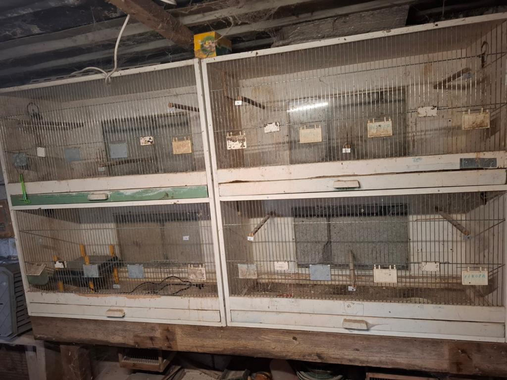 Te koop broedkooien, Meerdere dieren, Parkiet