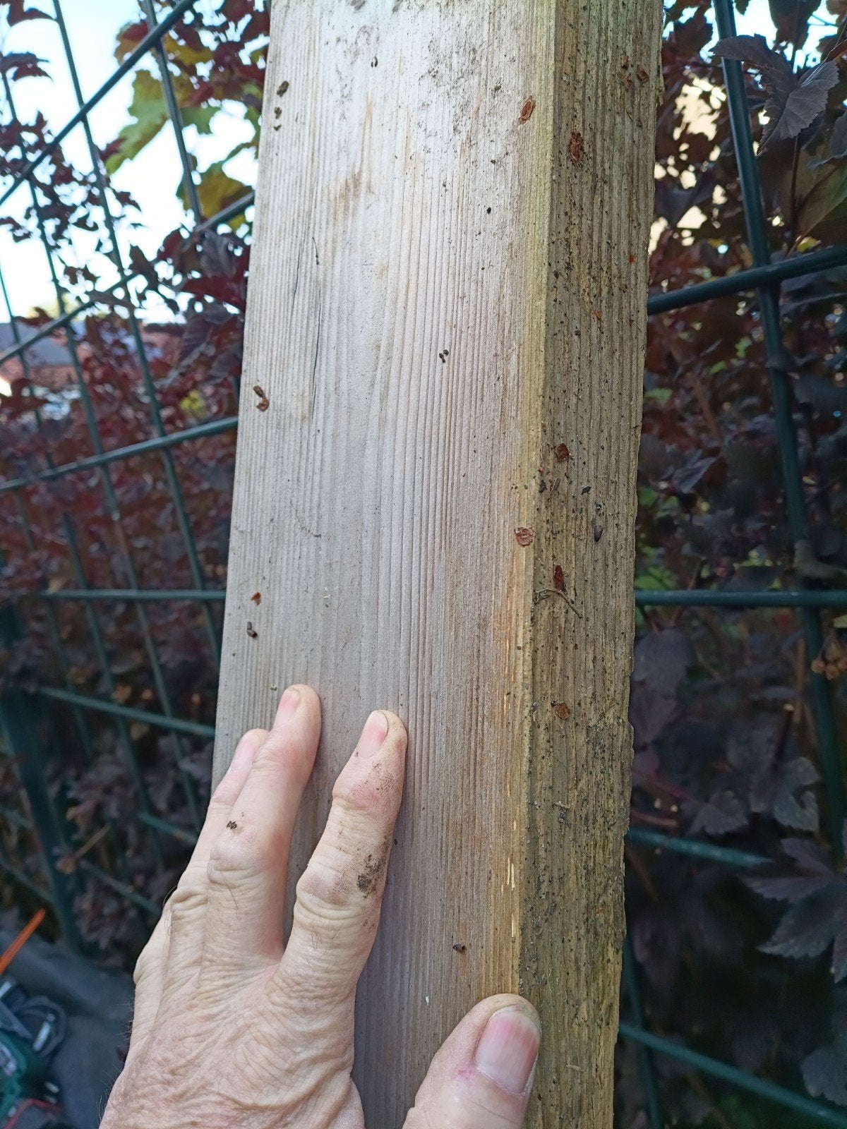 Tweedehands dikke en lange  in "sterke"  balken, Douglas hou, Ophalen of Verzenden, 250 cm of meer, Balken
