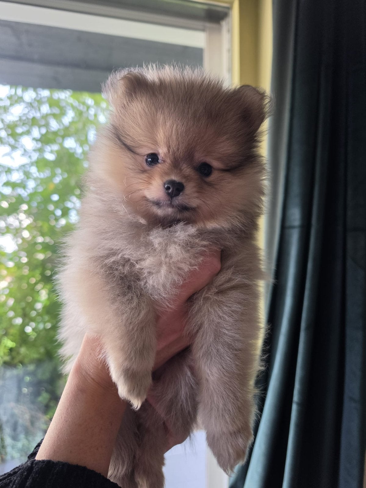 Prachtig pups mogen het nest verlaten., Dieren en Toebehoren, Overige rassen, 8 tot 15 weken, Teef, Meerdere