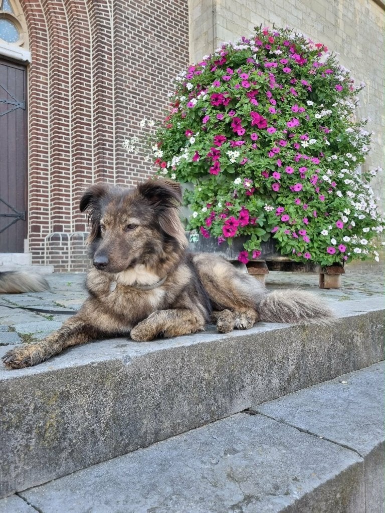 BONNIE, PRACHTIG, TEEFJE, VRIEND(IN) VOOR EEN RELAXED LEVEN., 6 jaar of ouder, Teef, Eén hond, CDV (hondenziekte)