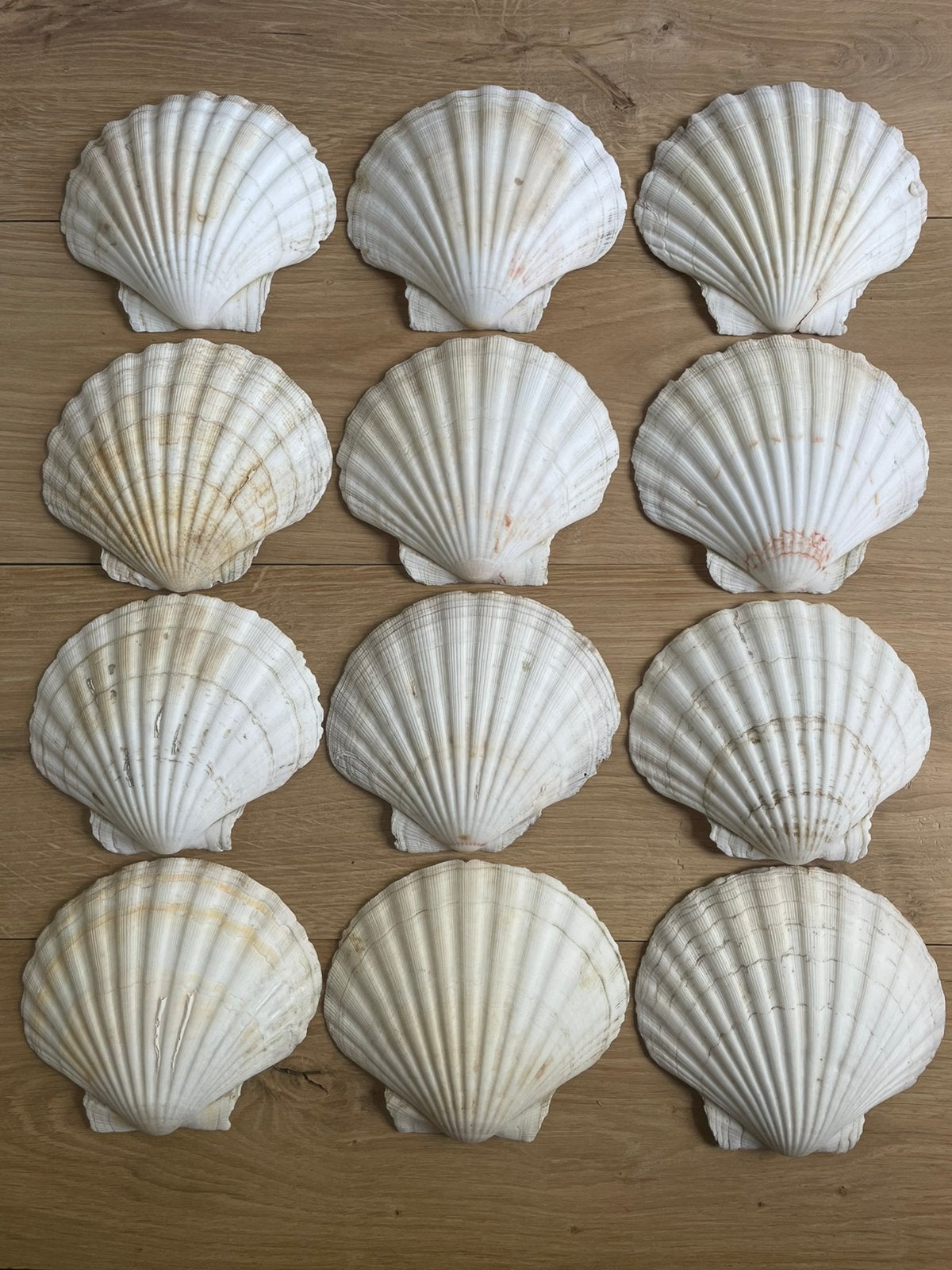 12 Sint Jacobs Schelpen grote maat., Verzamelen, Ophalen of Verzenden, Schelp(en)