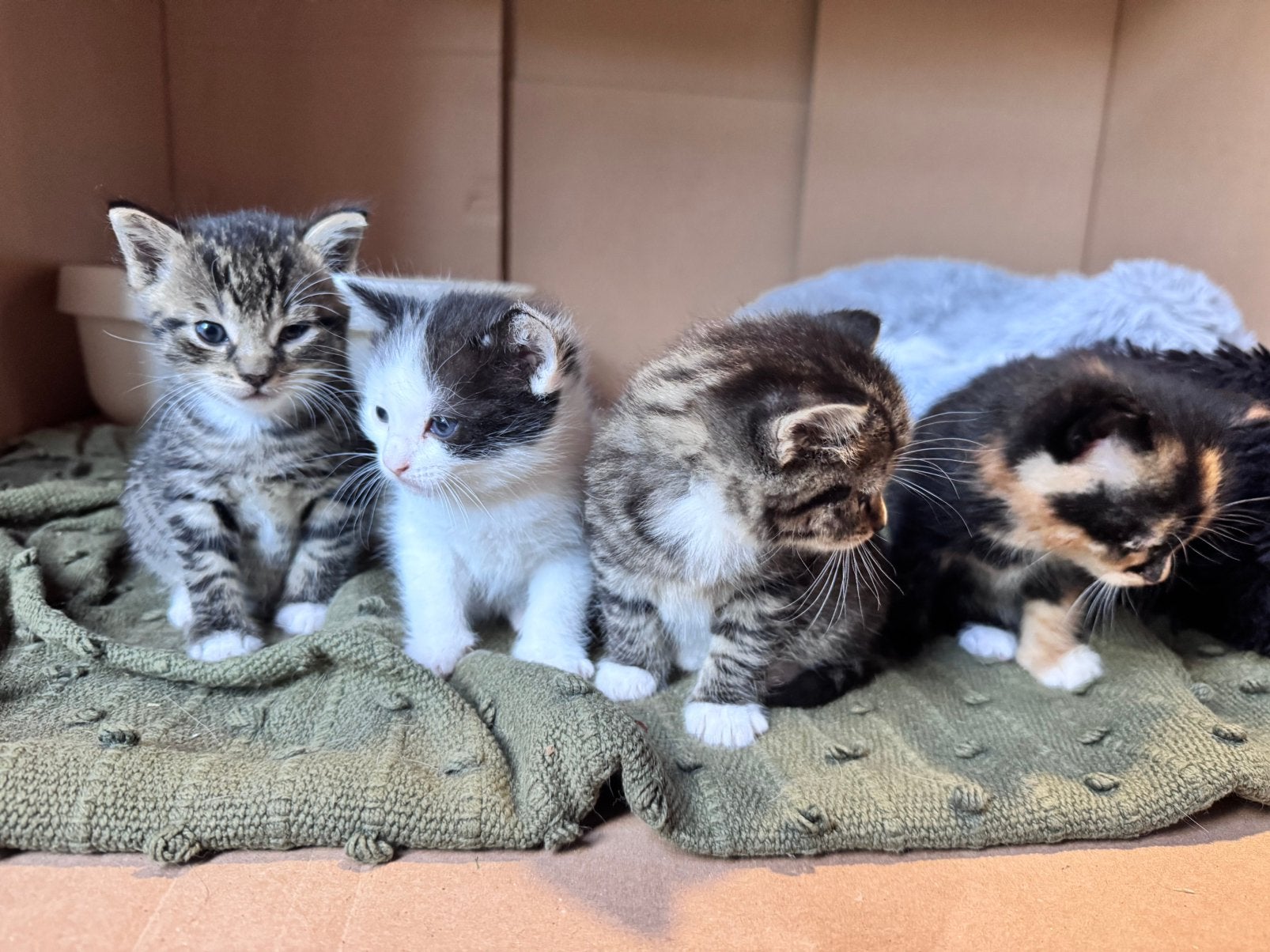 Lieve speelse sociale kittens (4 stuks), Dieren en Toebehoren, Poes