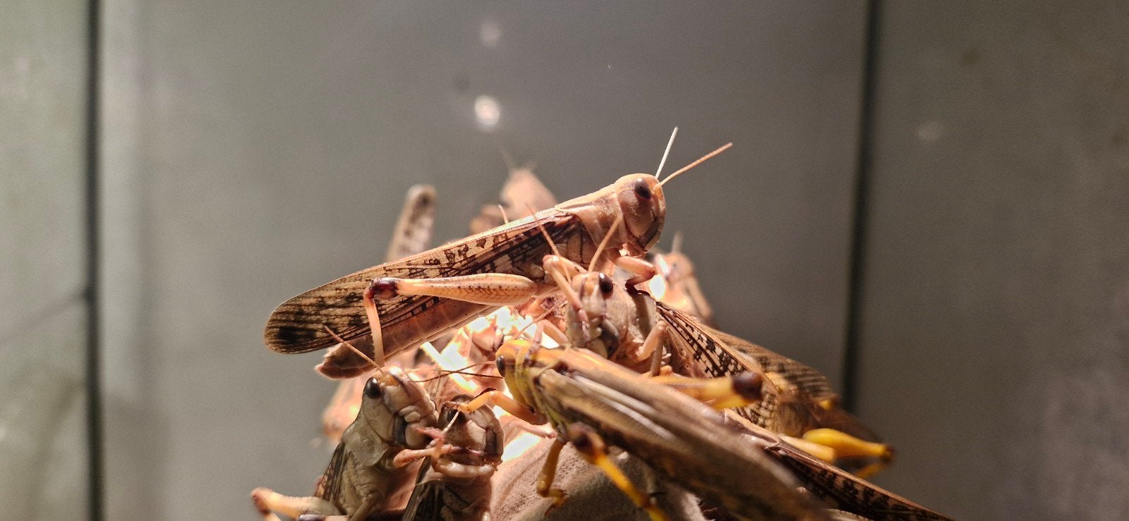 Voedseldieren: Sprinkhanen dubia's fruitvliegen groot 2 euro, Overige soorten, Tam, 0 tot 2 jaar