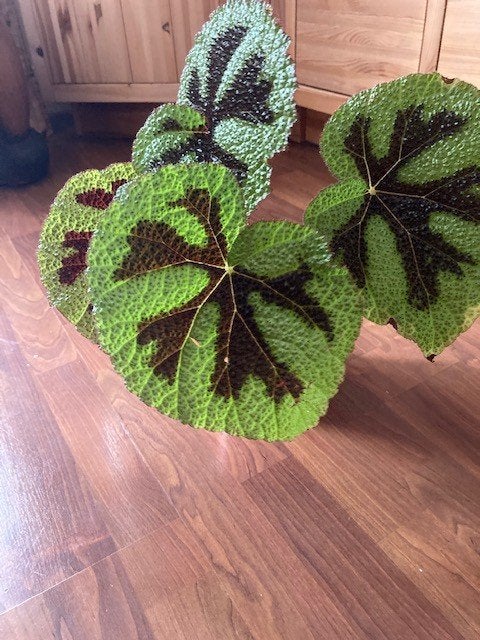 bladbegonia, Huis en Inrichting, Kamerplanten, Ophalen, Halfschaduw, In pot, Minder dan 100 cm