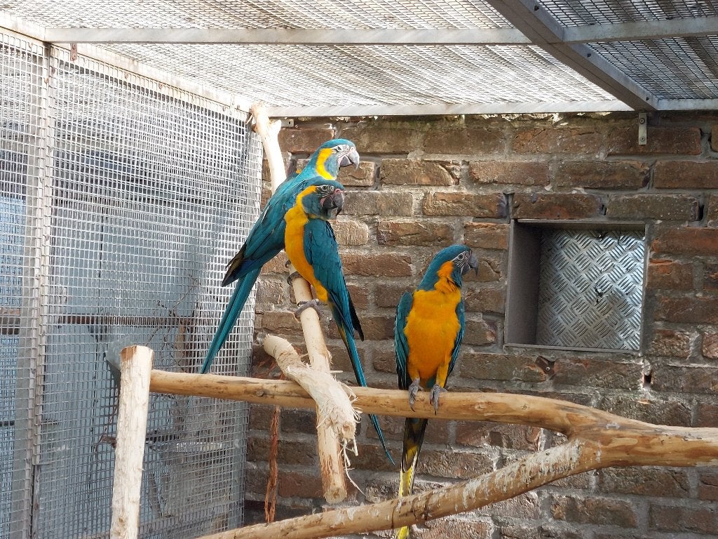 blauwkeelara's te koop, Meerdere dieren, Papegaai, Geringd