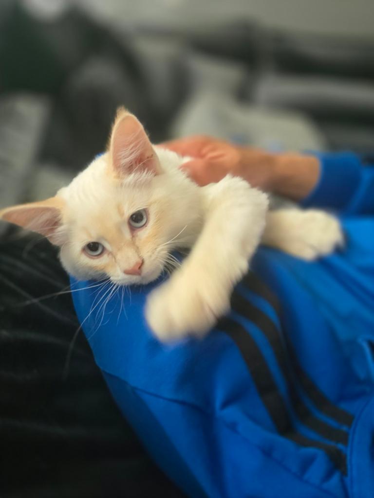 Siberische kittens neva masquerade red point hypoallergeen, Dieren en Toebehoren, Kater, Gechipt, 0 tot 2 jaar