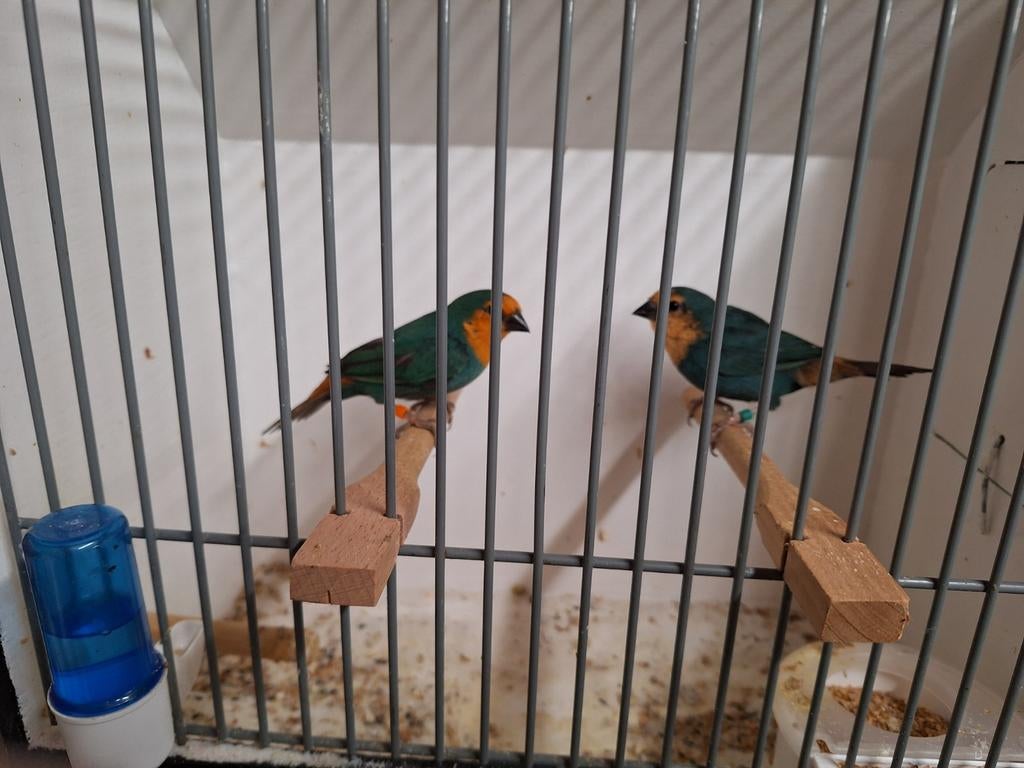 Zeegroene papegaai amadines, Meerdere dieren, Geringd