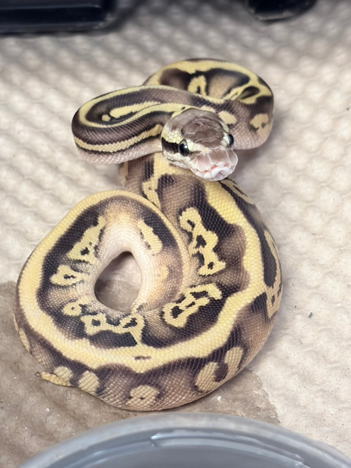 Python regius puzzle Ball Python photo 2