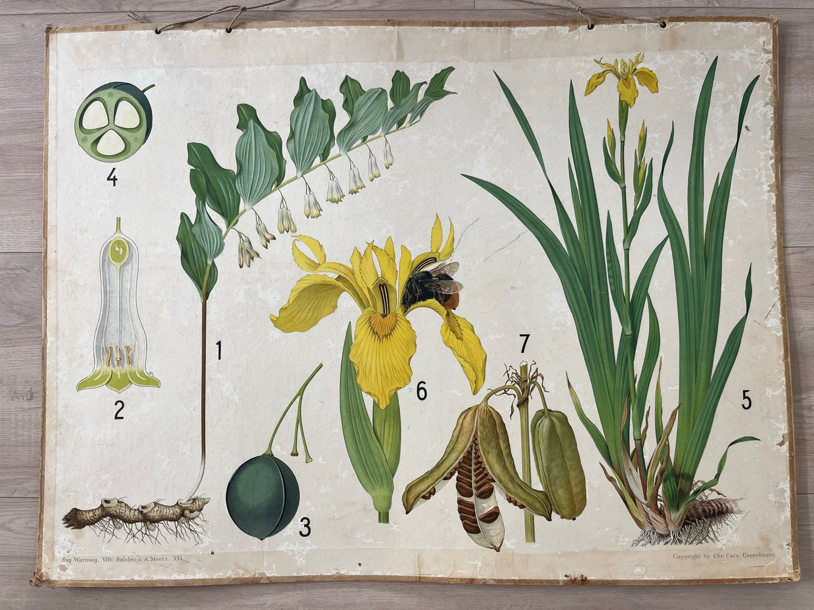 Vintage Schoolplaat Gele Lis - Natuur en Biologie, Antiek en Kunst, Antiek | Schoolplaten, Ophalen, Natuur en Biologie