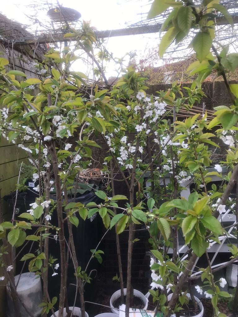 Kersenboom 160cm hoog, Ophalen of Verzenden