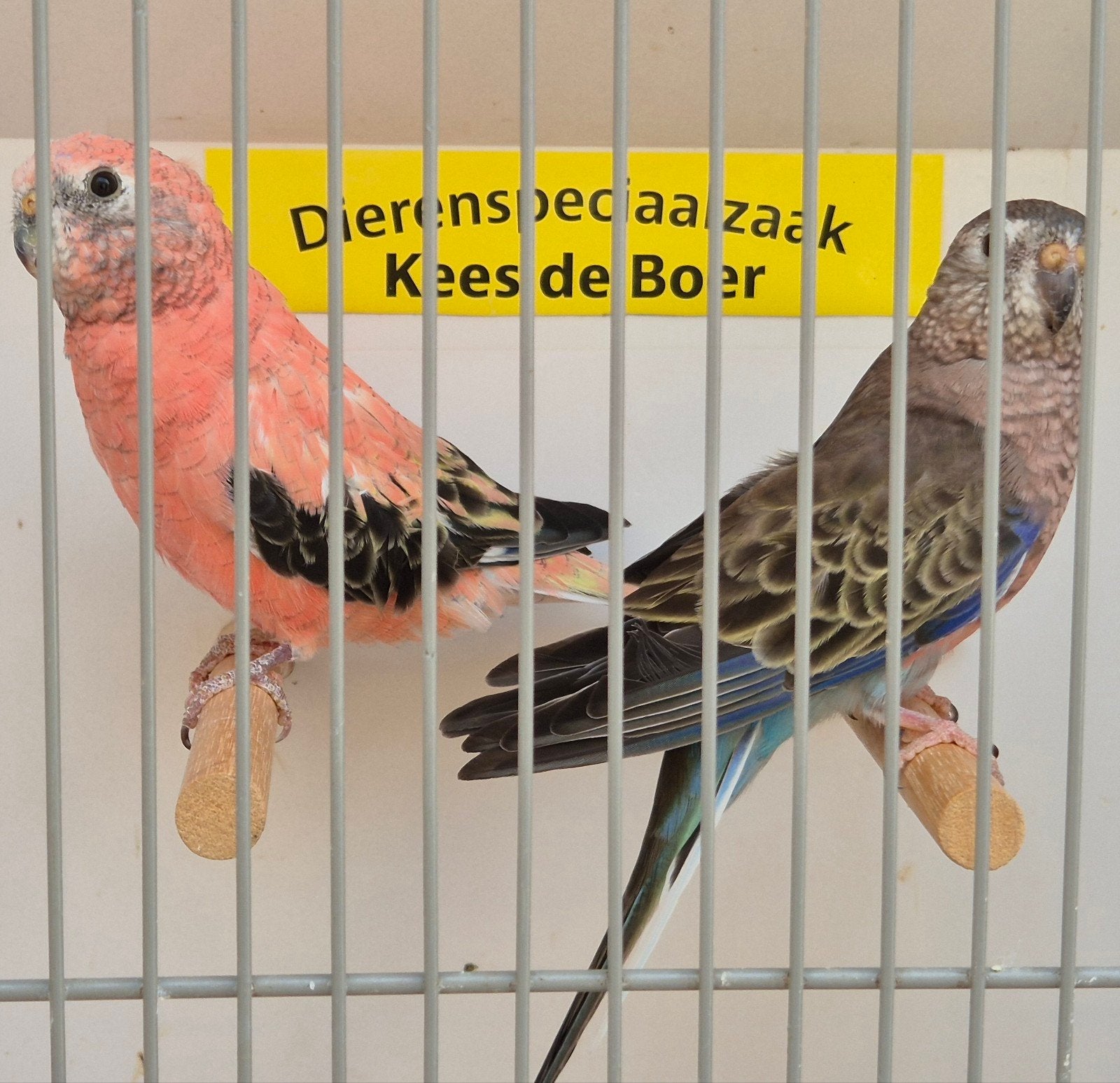 Koppel bourke parkieten roze/wildkleur