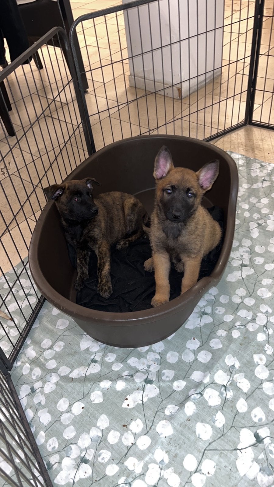 Hollandse herders pups, België, Particulier, 8 tot 15 weken, Meerdere