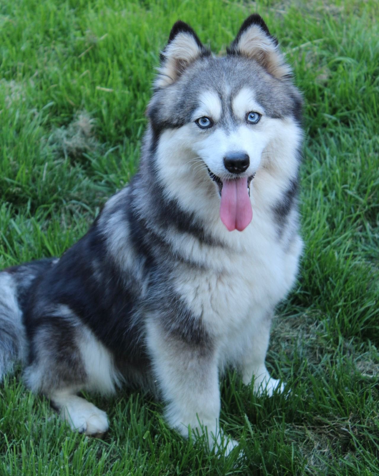 Kleine F3+ Pomsky Pups te reseveren, 8 tot 15 weken, Poolhond, Parvo, Meerdere