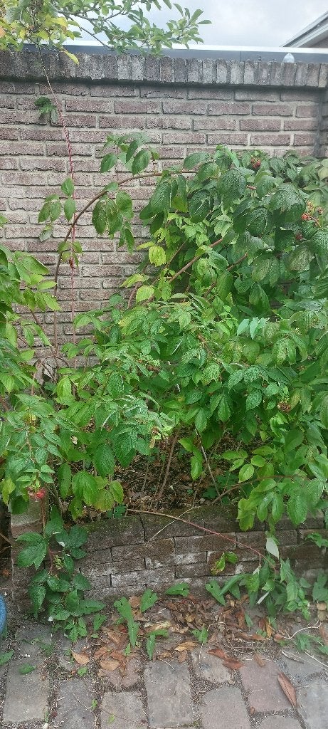 GRATIS ophalen, prachtig grote frambozenstruik, Tuin en Terras, Ophalen of Verzenden, Overige soorten, Struik, 100 tot 250 cm