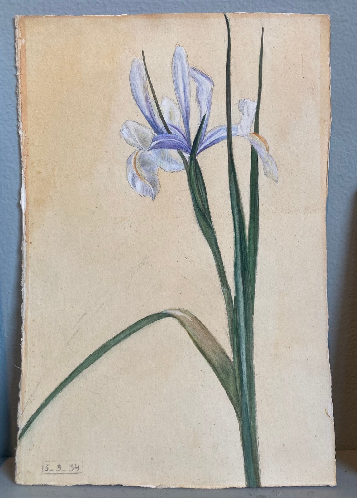 Iris , aquarel, Ophalen of Verzenden