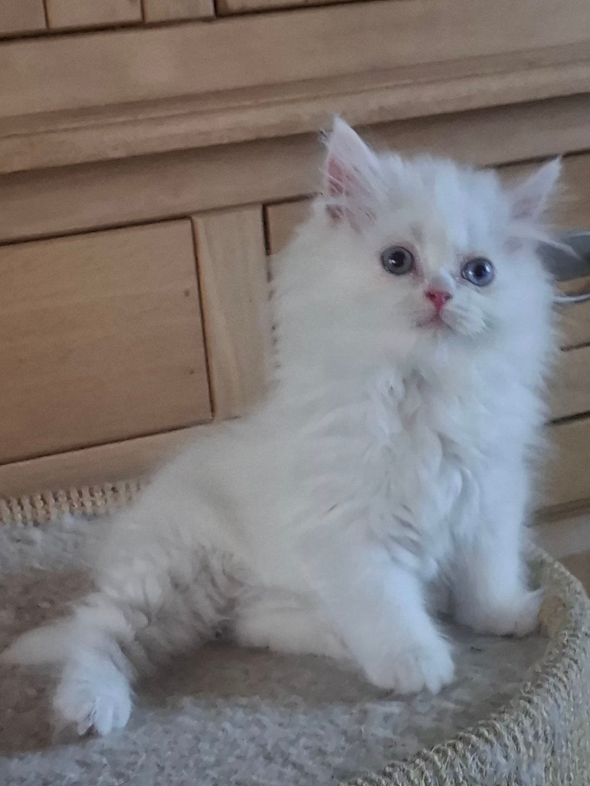 Langhaartjes, Dieren en Toebehoren, Katten en Kittens | Raskatten | Langhaar, Poes, Ontwormd, 0 tot 2 jaar