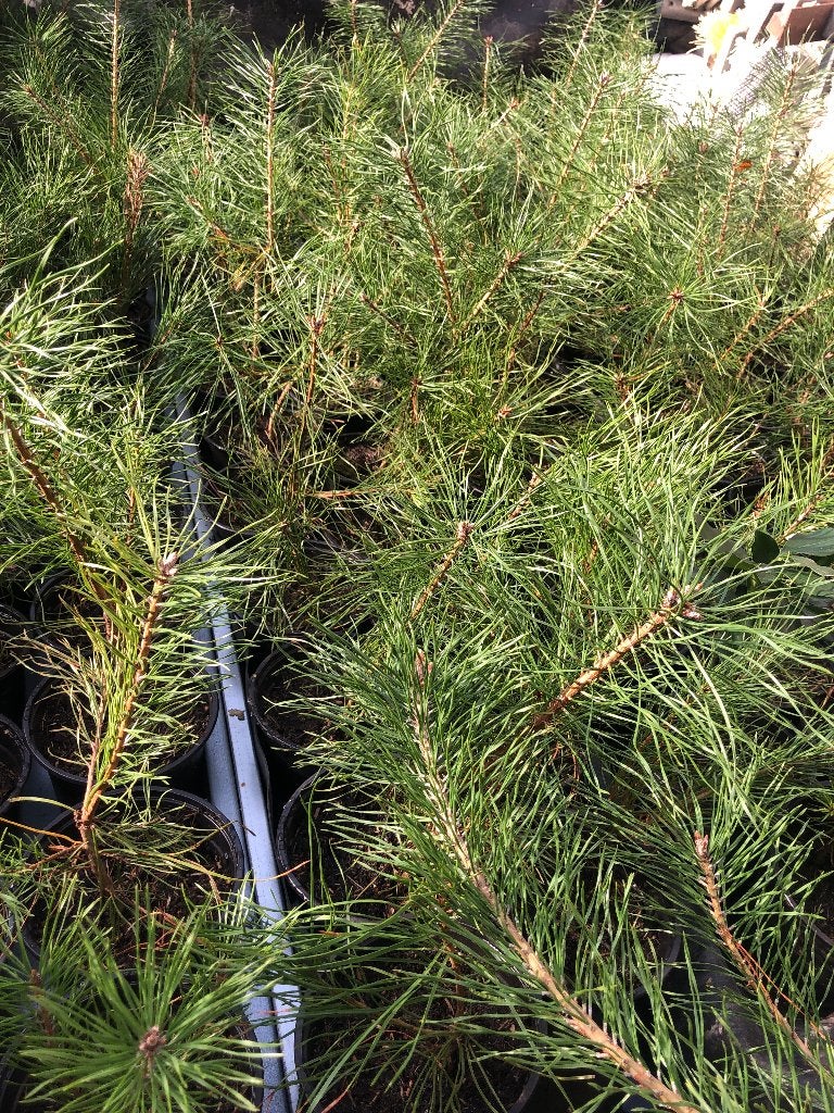 Dennenboom jonge boompjes, Tuin en Terras, Ophalen, Volle zon, Overige soorten, Minder dan 100 cm