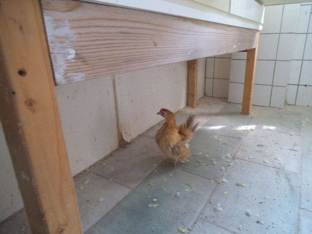 serama, Dieren en Toebehoren, Pluimvee, Vrouwelijk, Kip