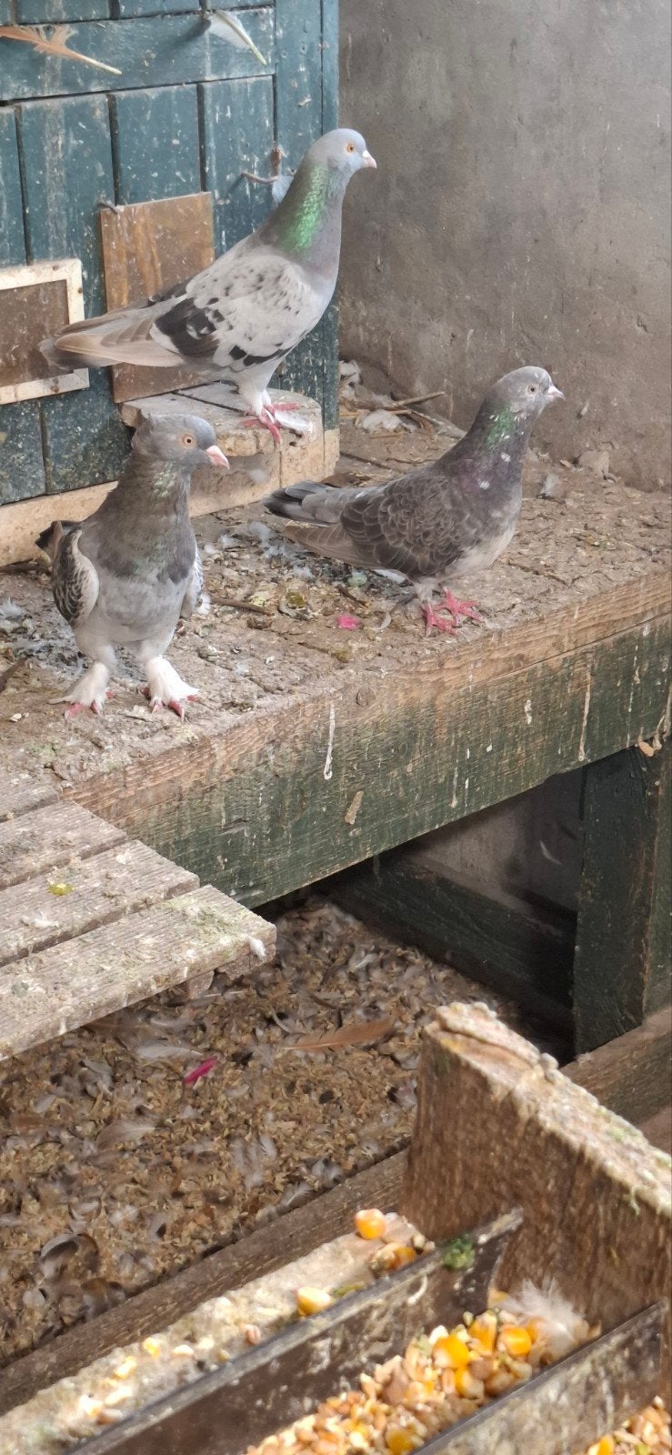 div.sierduiven ook koppels, Dieren en Toebehoren, Vogels | Duiven, Meerdere dieren