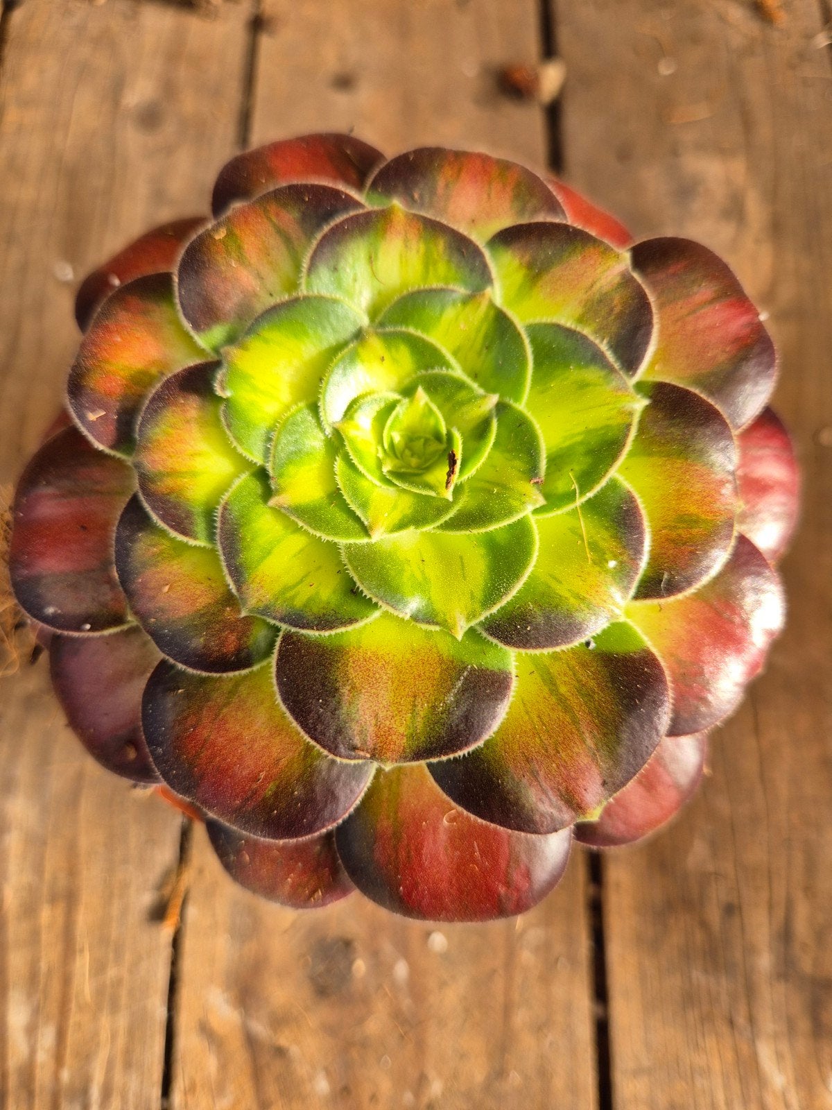 Aeonium p10 (7)