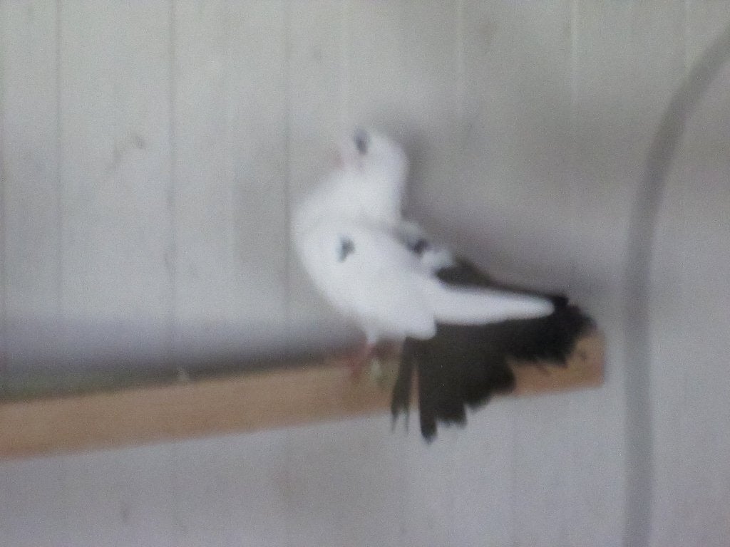 4 pauw staarten  25euro, Dieren en Toebehoren, Meerdere dieren, Overige soorten