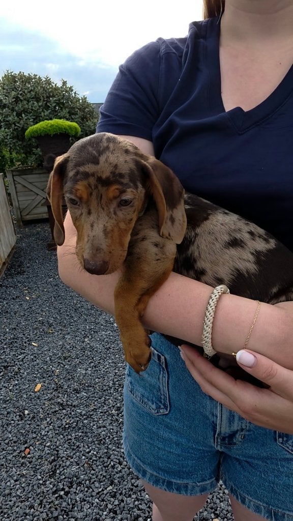 Dwerg teckel merle korthaar, Dieren en Toebehoren, Parvo, België, Particulier, Reu