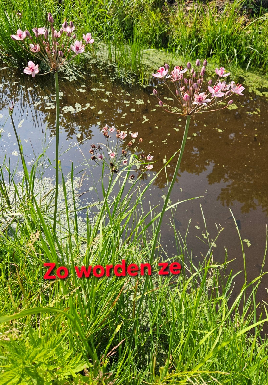 Zwanenbloem jonge planten, Ophalen, Volle zon, Vaste plant, Zomer
