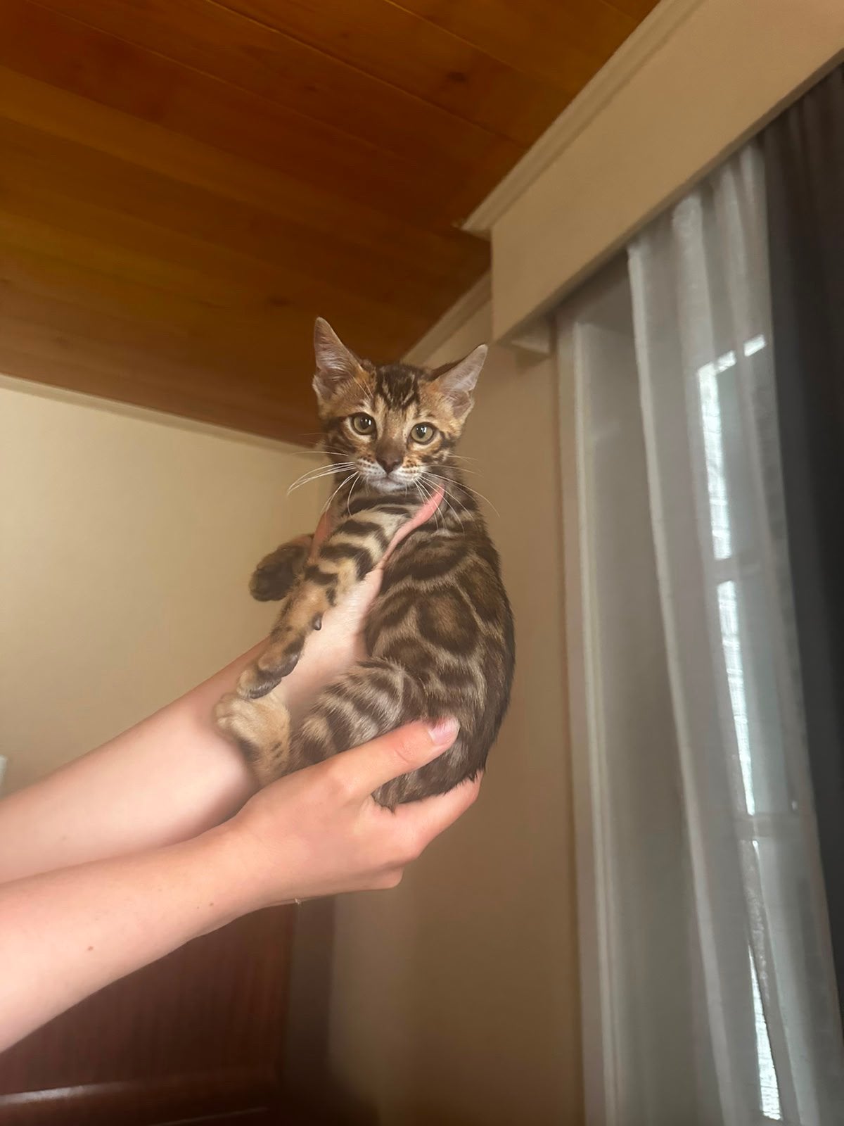 Bengaal kittens ophalen in Belgie Lokeren, Ophalen of Verzenden, Nieuw