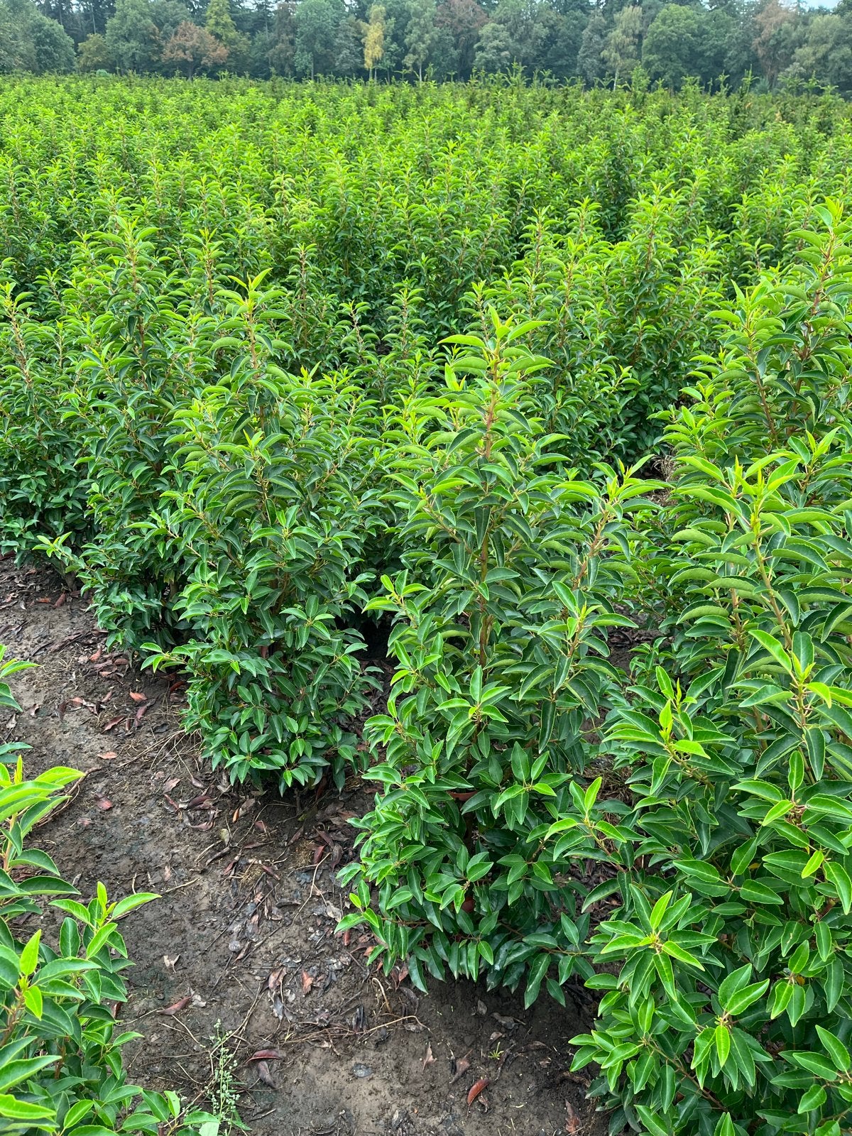 Portugese Laurier (Prunus lusitanica) - Haagplant, Volle zon, Vaste plant, Zomer, Ophalen