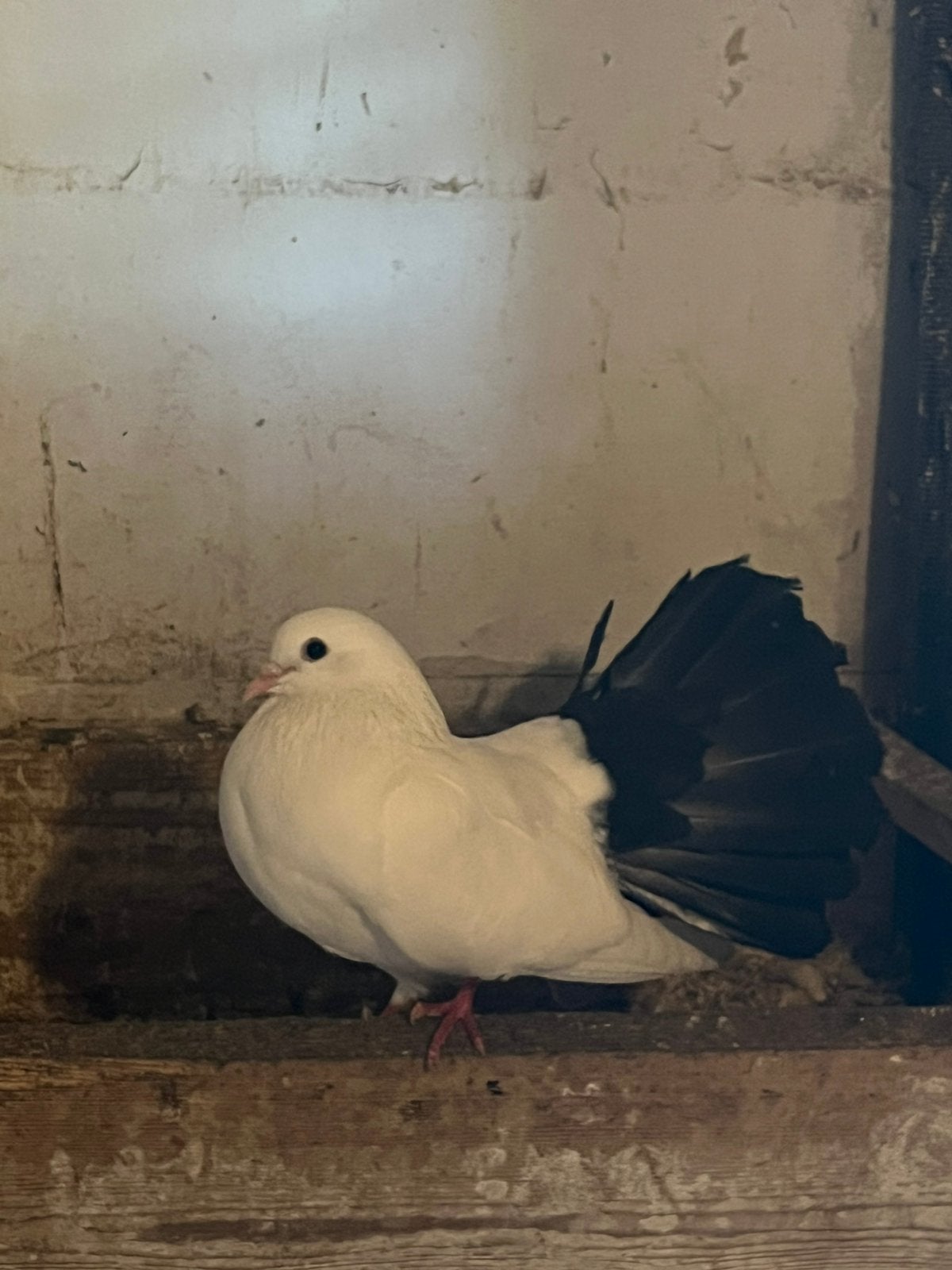 Mooie jonge sierduiven, Meerdere dieren, Overige soorten