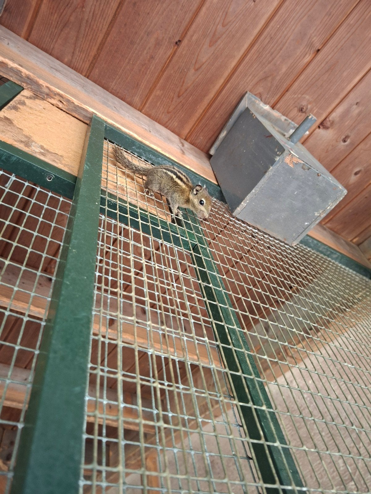 Tamiops eekhoorns eekhoorn, Dieren en Toebehoren, Ophalen, Drinken en Voederen