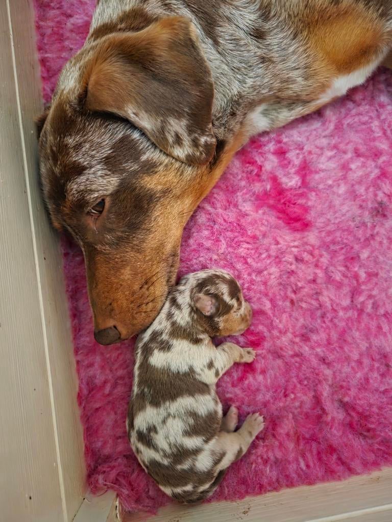 Jack russel pups choco merle, choco and tan, liver and tan, Dieren en Toebehoren, Jack Russell Terriër, 8 tot 15 weken, Parvo