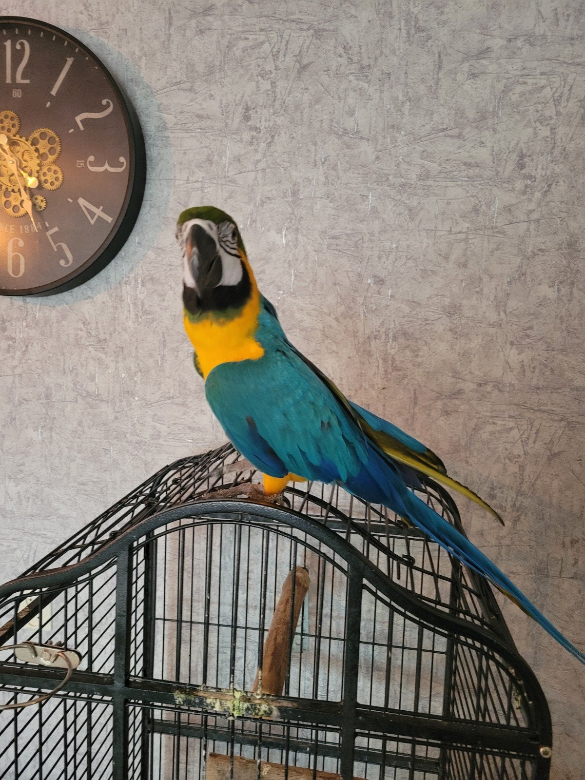 Hand tamme Blauw Gele Ara, Dieren en Toebehoren, Vrouwelijk, Papegaai, Tam