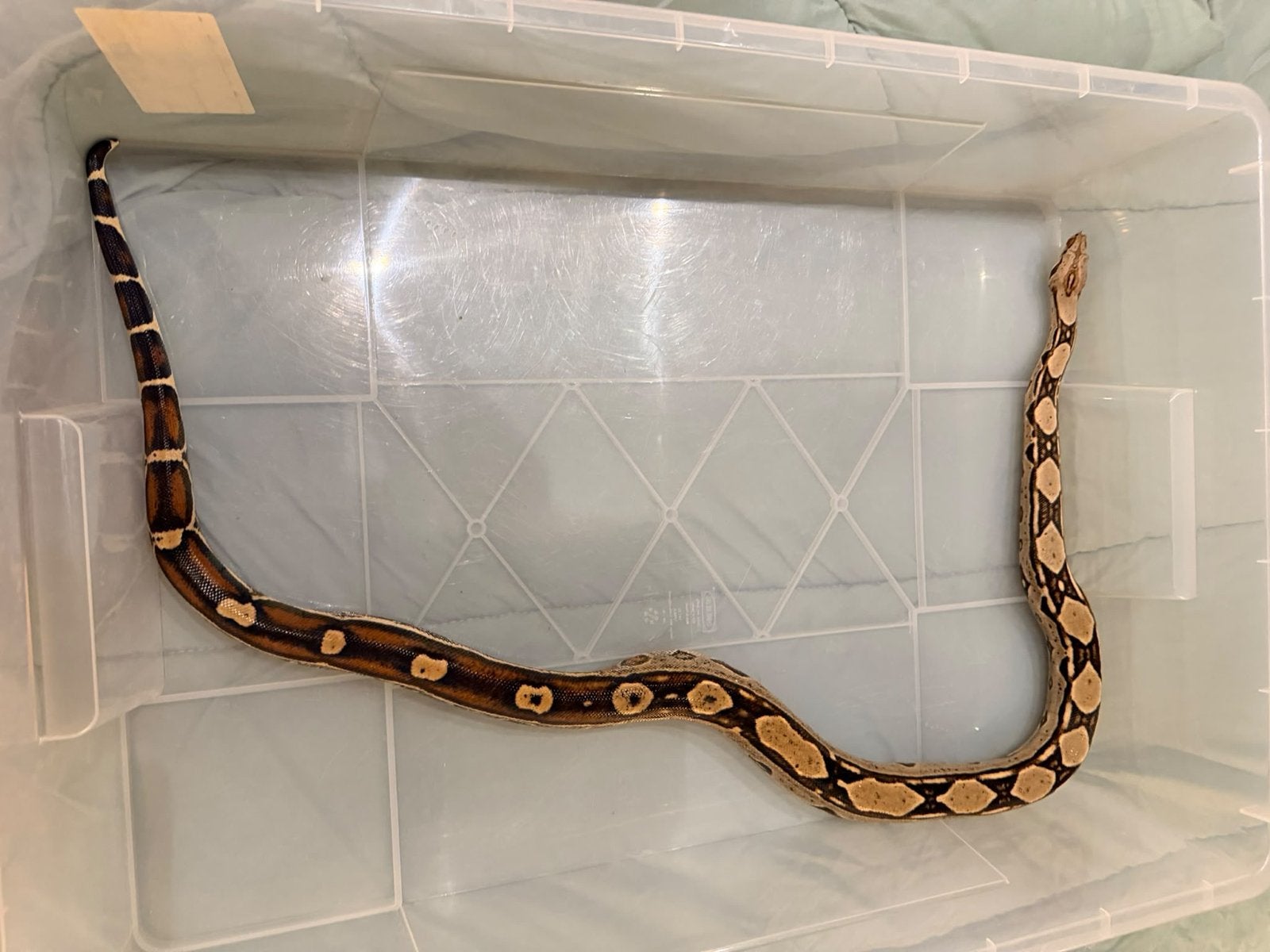 Zeer mooie boa man Boa Constrictor photo 3