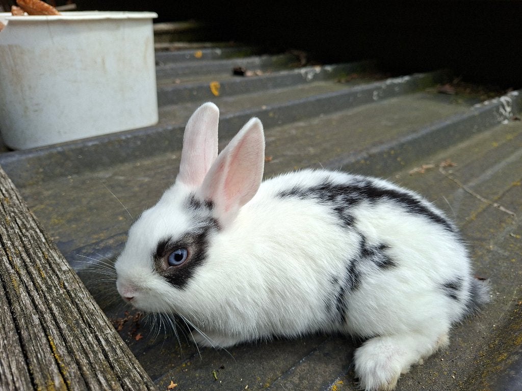 Dwerg Konijnen, Dieren en Toebehoren, Konijnen, Mannelijk, Klein, 0 tot 2 jaar