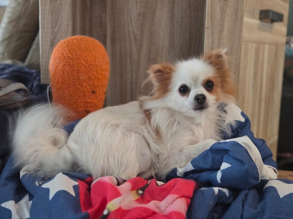 mega lief pomeriaan teefje, CDV (hondenziekte), Teef, Poolhond, Eén hond