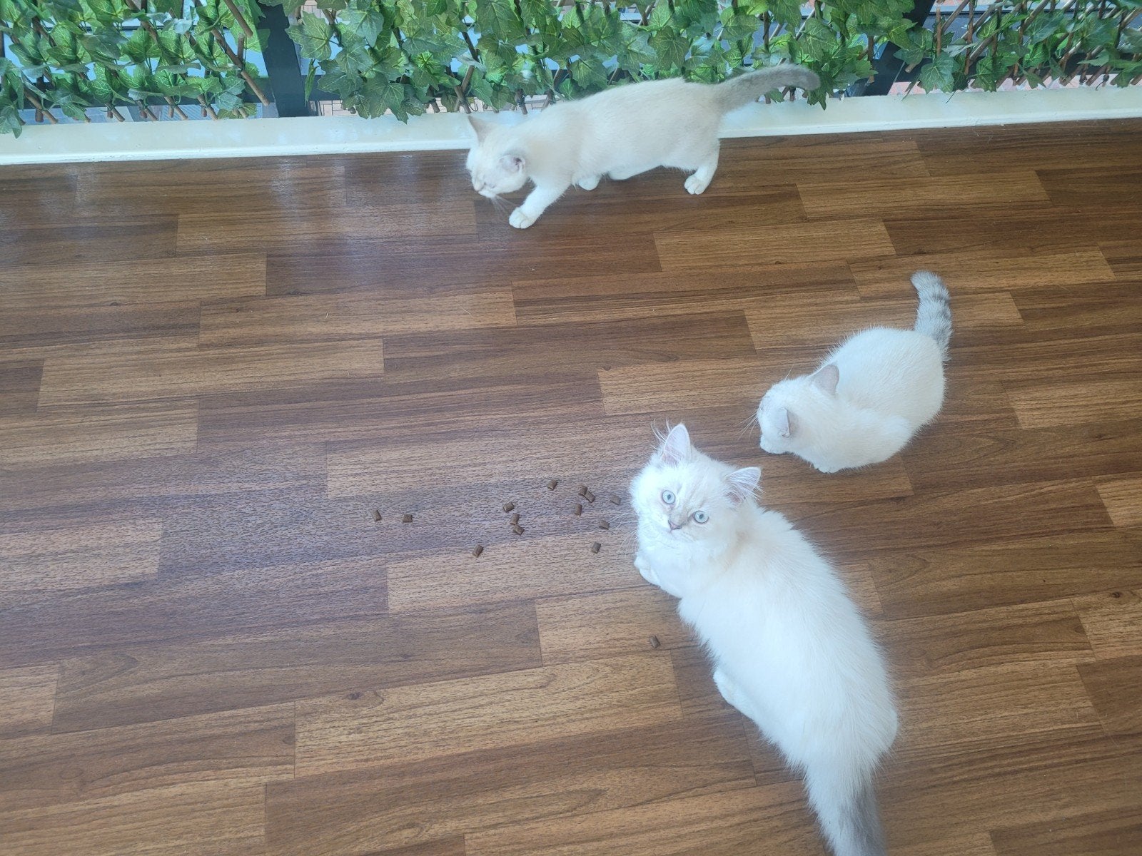 Mooie BKH kittens zoeken nieuw huis, Meerdere dieren, Ontwormd