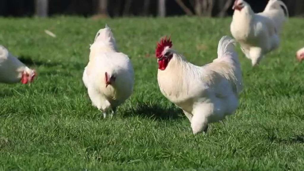 Poule de bresse koppel, Dieren en Toebehoren, Meerdere dieren, Kip